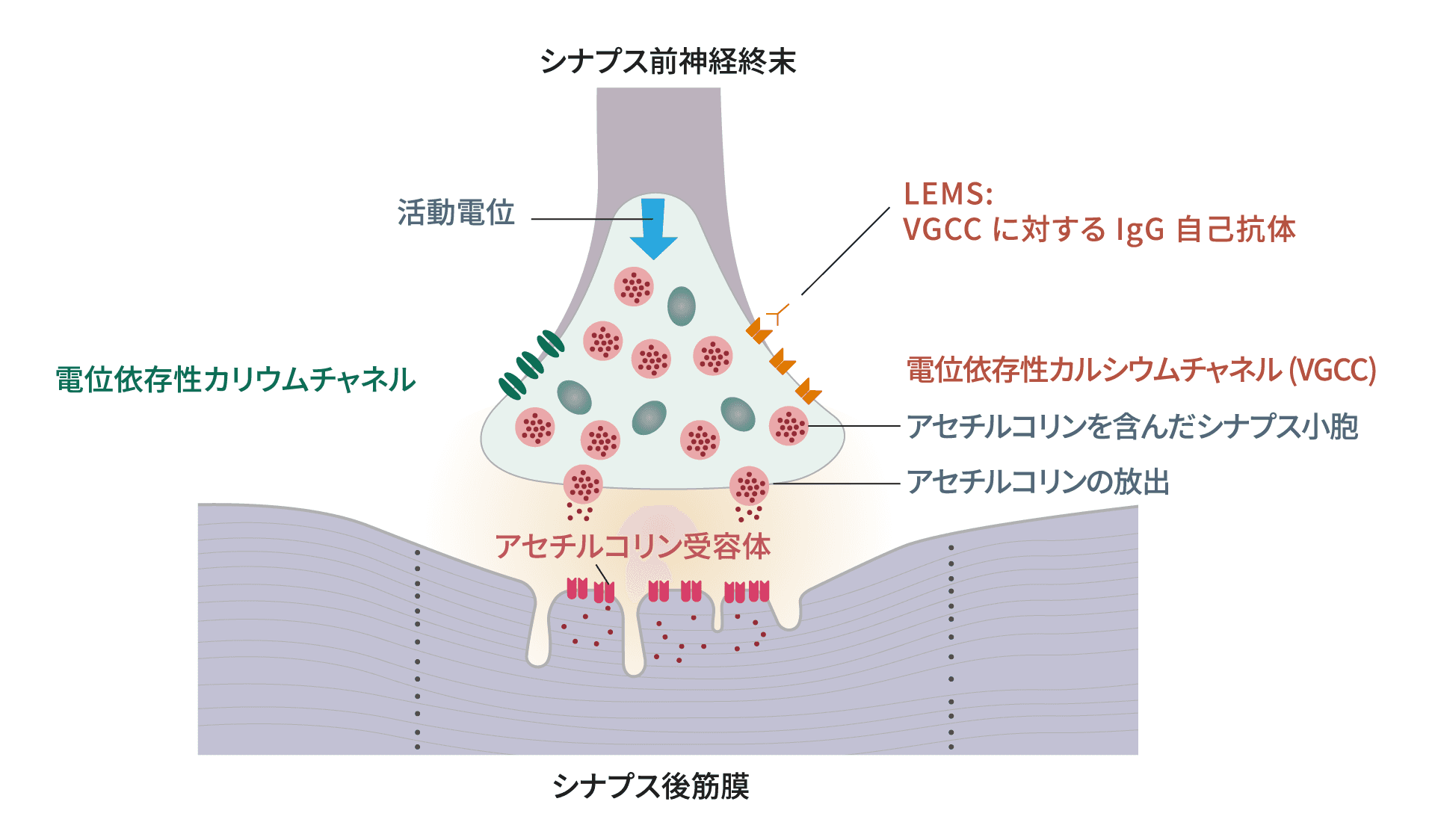 シナプス前神経終末